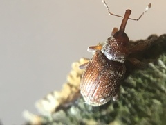 Dorytomus rufatus