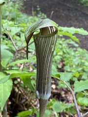 Arisaema serratum, photograph Simon Colenutt, CC BY, iNaturalist via GBIF