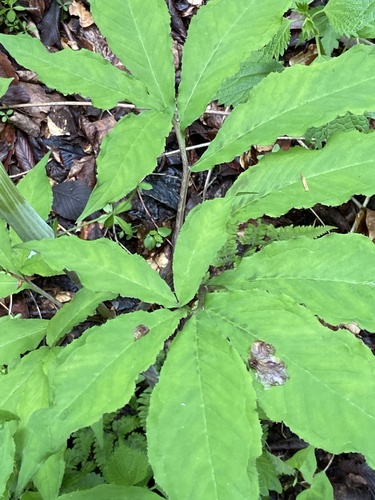 Arisaema serratum, photograph 4