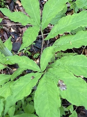 Arisaema serratum, photograph Simon Colenutt, CC BY, iNaturalist via GBIF