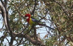 Platycercus eximius diemenensis