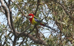 Platycercus eximius diemenensis