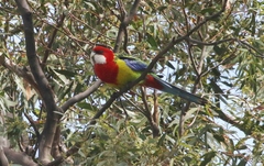 Platycercus eximius diemenensis