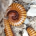 Flatplate Millipedes - Photo (c) Melissa Duron, some rights reserved (CC BY-NC), uploaded by Melissa Duron