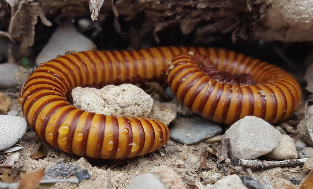 Desert Millipede