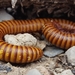 Desert Millipede - Photo (c) Melissa Duron, some rights reserved (CC BY-NC), uploaded by Melissa Duron