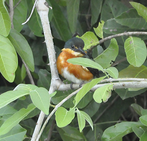 American Pygmy Kingfisher
