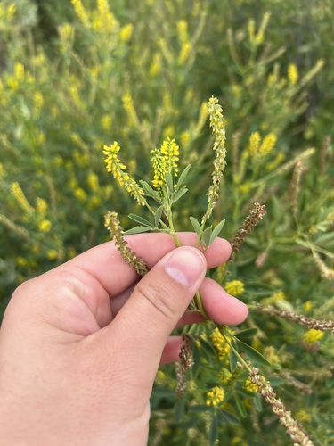 iNaturalist observation photo of small melilot