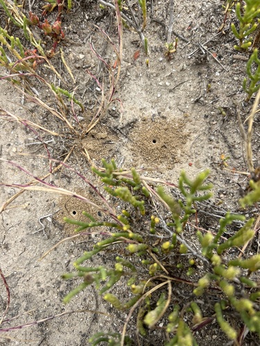 iNaturalist observation photo of Metallic Sweat Bees