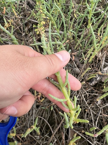 iNaturalist observation photo of Pacific Glasswort