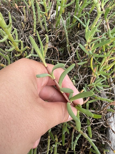iNaturalist observation photo of Marsh Jaumea