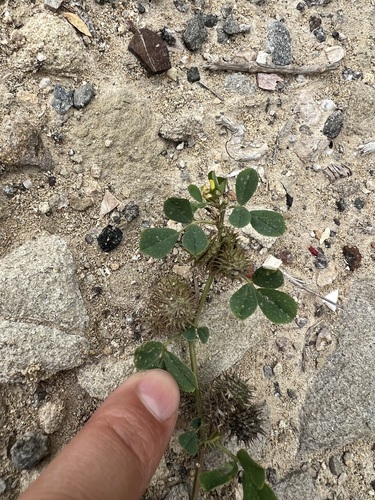 iNaturalist observation photo of bur clover