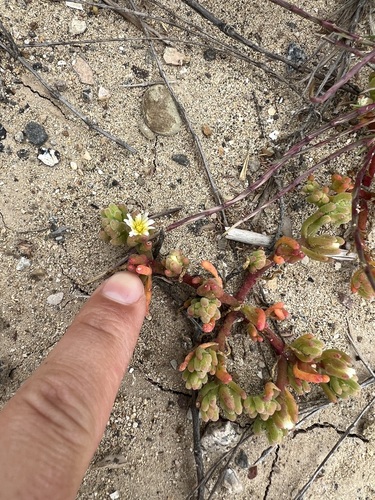 iNaturalist observation photo of Slender Iceplant