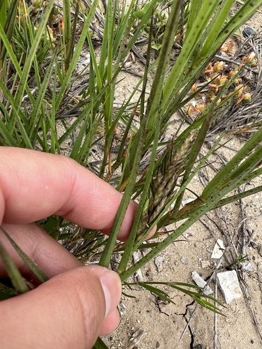 iNaturalist observation photo of Saltgrass