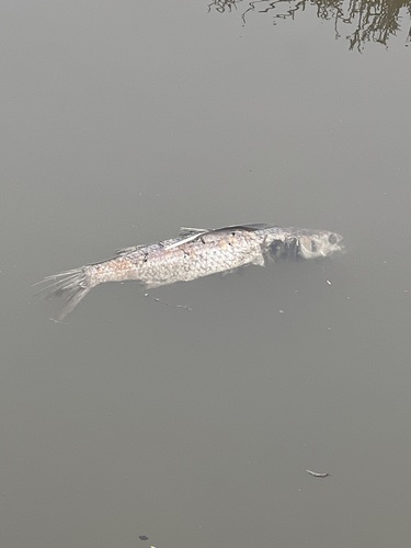 iNaturalist observation photo of Sea Mullet
