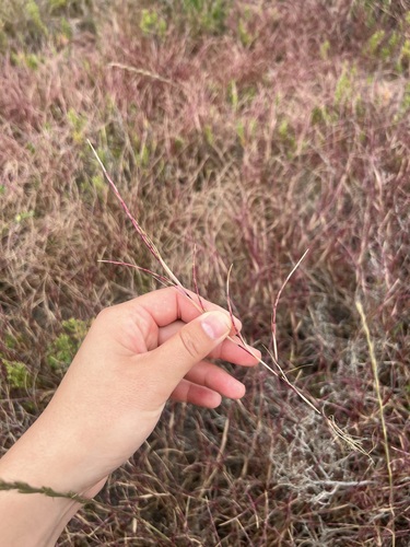 iNaturalist observation photo of Sickle Grass