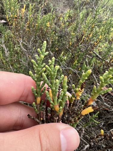 iNaturalist observation photo of Parish's glasswort