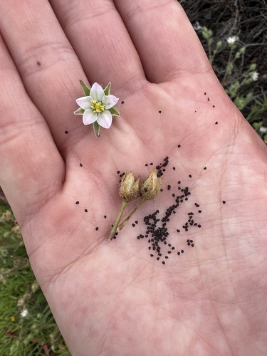 iNaturalist observation photo of Sticky Sand-Spurrey