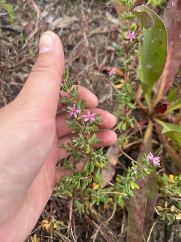 iNaturalist observation photo of Alkali Heath