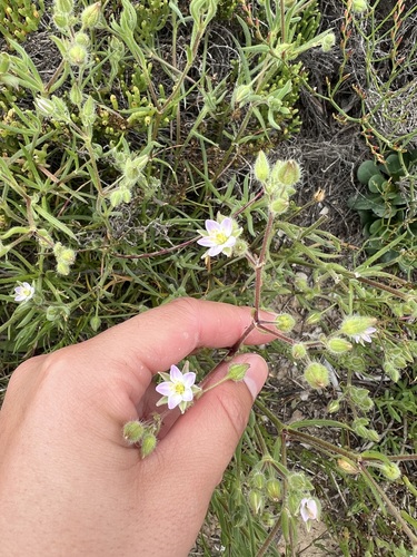 iNaturalist observation photo of Sticky Sand-Spurrey