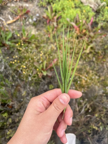 iNaturalist observation photo of Saltgrass