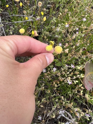 iNaturalist observation photo of Brass Buttons