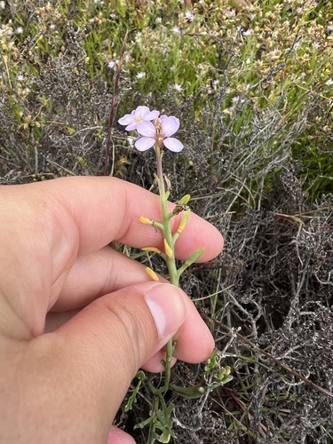 iNaturalist observation photo of European Searocket