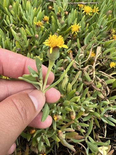 iNaturalist observation photo of Marsh Jaumea