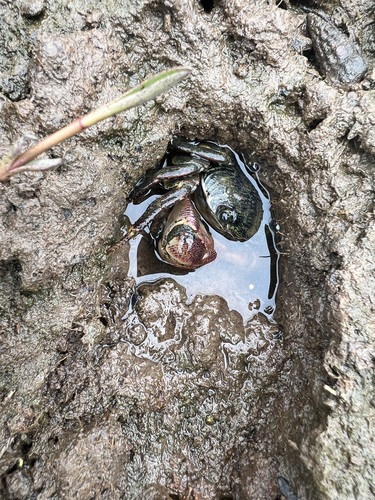 iNaturalist observation photo of Striped Shore Crab