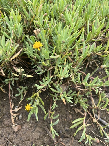 iNaturalist observation photo of Marsh Jaumea