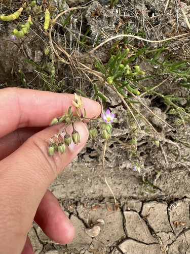iNaturalist observation photo of Saltmarsh Sand Spurry