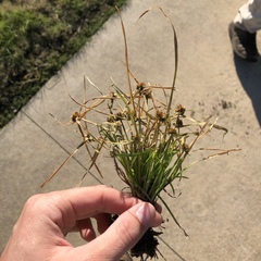 Cyperus metzii