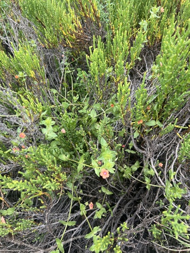 iNaturalist observation photo of scarlet pimpernel