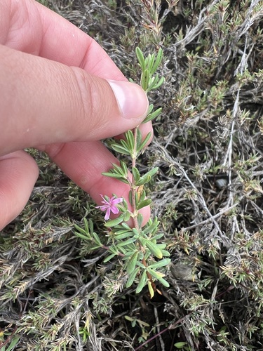 iNaturalist observation photo of Alkali Heath