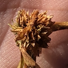 Cyperus metzii