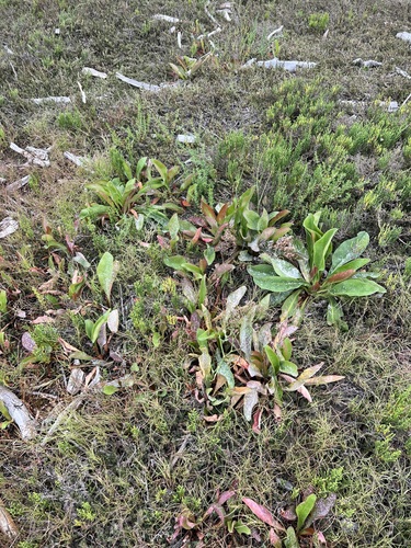 iNaturalist observation photo of Western Marsh Rosemary