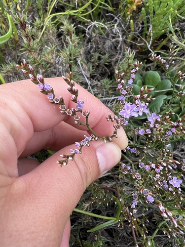 iNaturalist observation photo of European sea lavender
