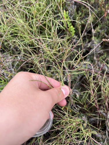 iNaturalist observation photo of Sickle Grass