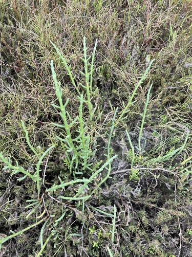 iNaturalist observation photo of Pacific Glasswort