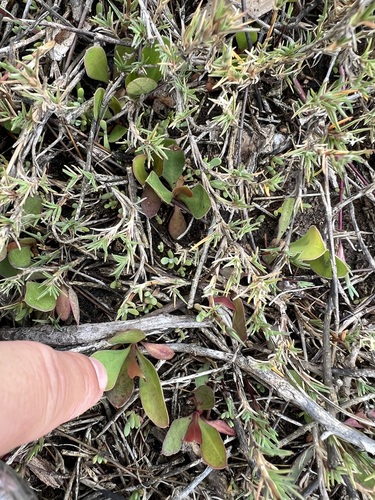 iNaturalist observation photo of Western Marsh Rosemary