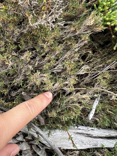 iNaturalist observation photo of shore grass
