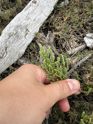 iNaturalist observation photo of Parish's glasswort
