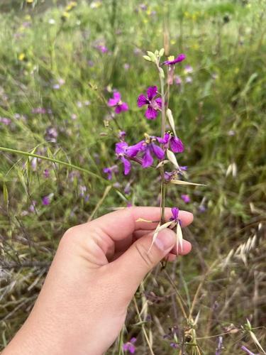 iNaturalist observation photo of garden radish