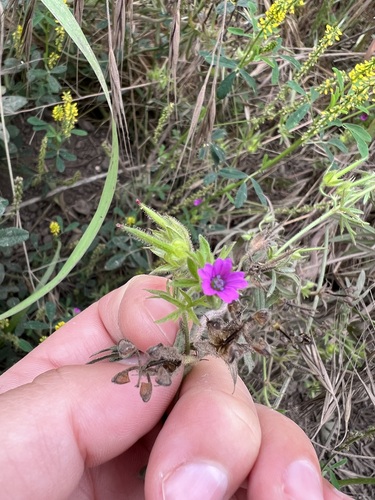 iNaturalist observation photo of Cut-leaved crane's-bill