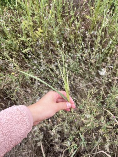 iNaturalist observation photo of smallflower melicgrass