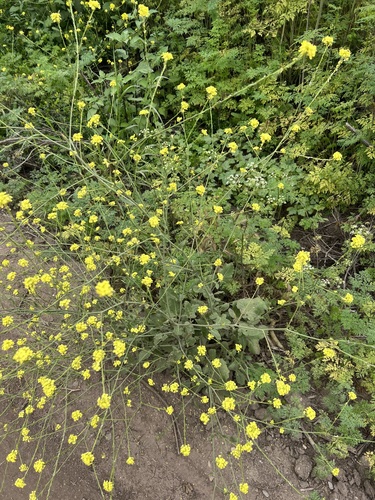 iNaturalist observation photo of Shortpod Mustard