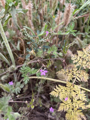 iNaturalist observation photo of Redstem Stork's-bill