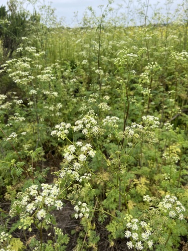 iNaturalist observation photo of poison hemlock