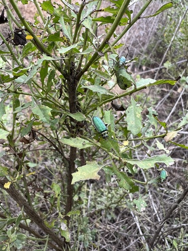 iNaturalist observation photo of Coyote Brush Leaf Beetle