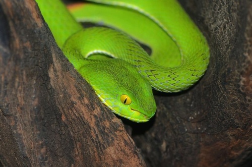 Trimeresurus cardamomensis